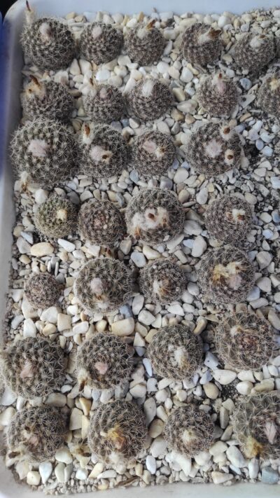 PARODIA FORMOSA (CARDENASII) - Зображення 3