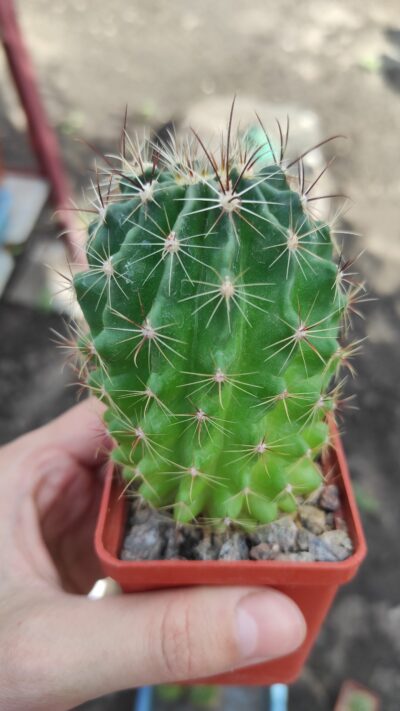 Hamatocactus setispinus v.flavibacatus