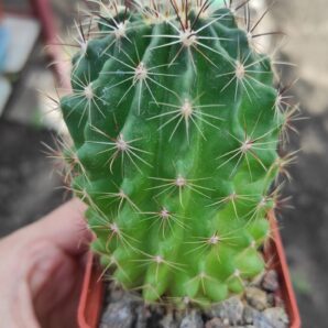 Hamatocactus setispinus v.flavibacatus