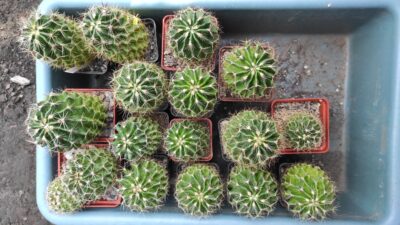 Hamatocactus setispinus v.flavibacatus - Зображення 2