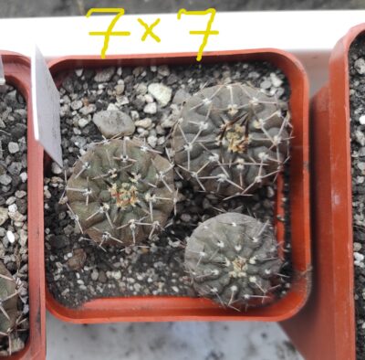 Gymnocalycium riojense paucispinum VG551 Balde de la Punta 245m (рослини по 2,5 см)