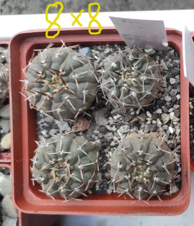 Gymnocalycium riojense paucispinum VG551 Balde de la Punta 245m (рослини по 3 см)