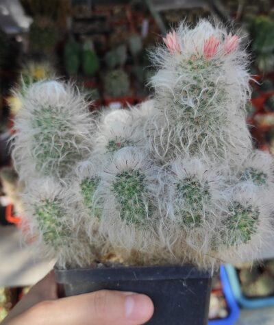 Mammillaria bocasana