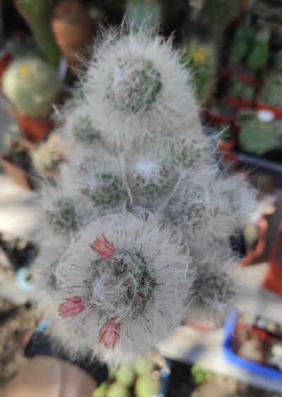 Mammillaria bocasana - Зображення 2