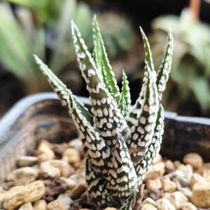 Haworthia fasciata Alba | 55