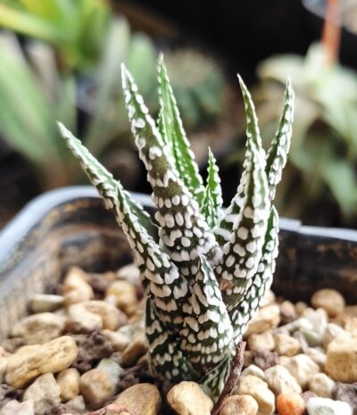Haworthia fasciata Alba