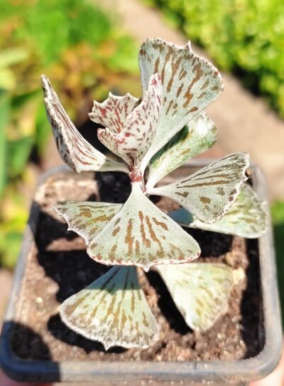 Kalanchoe rhombopilosa