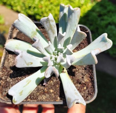 Echeveria Topsy Turvy