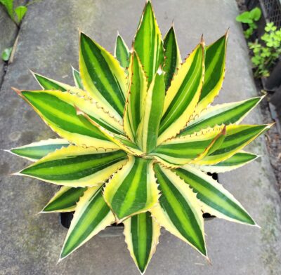 Agave lophantha quadricolor