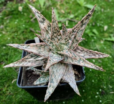 Aloe