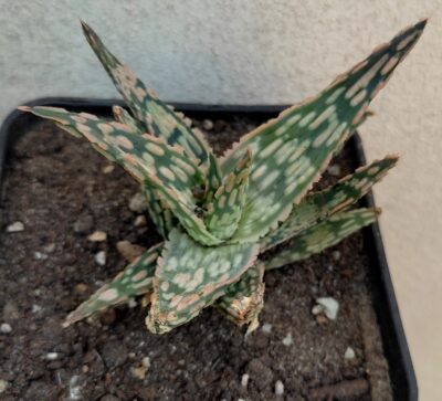 Aloe - Зображення 2