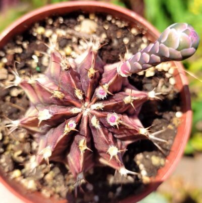 Gymnocalycium friedrichii - Зображення 2