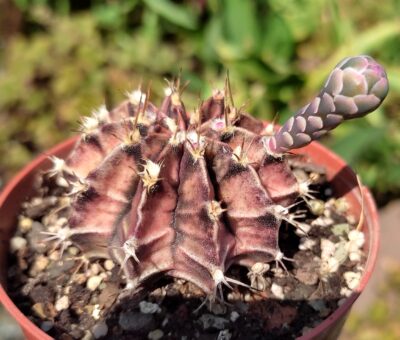 Gymnocalycium friedrichii