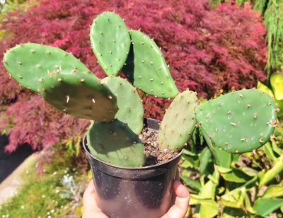 Opuntia compressa