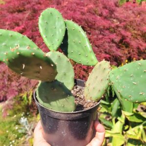 Opuntia compressa | 65