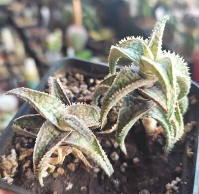 Aloe - Зображення 2