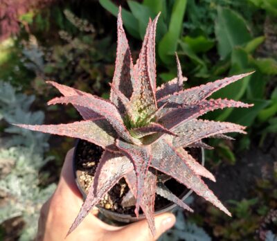 Aloe