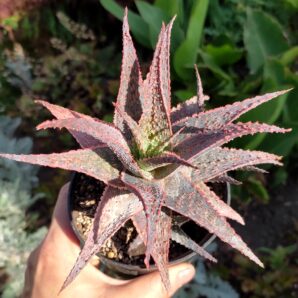 Aloe