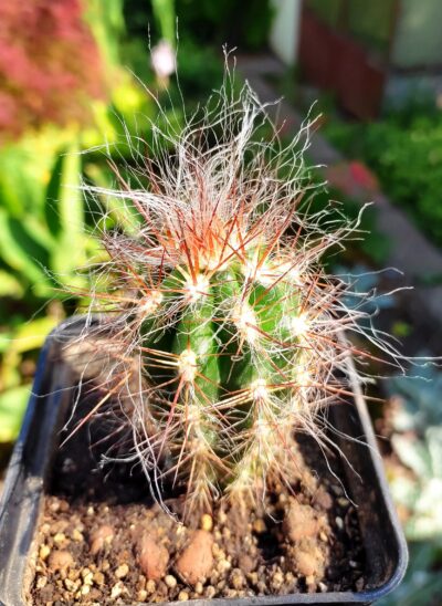 Оreocereus celsianus