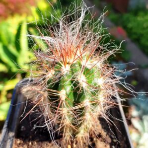 Оreocereus celsianus | 67