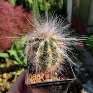 Оreocereus celsianus | 73