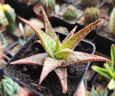 Aloe