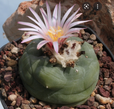 Lophophora koehresii - Зображення 2