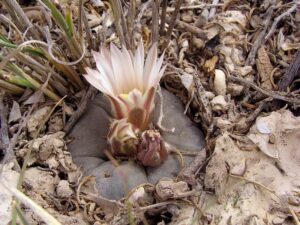 Історія відкриття Lophophora alberto-vojtechii