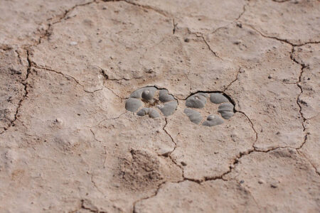 Історія відкриття Lophophora alberto-vojtechii 11 Lophophora alberto-vojtechii