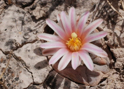 Lophophora alberto-vojtechii