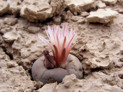 Lophophora alberto-vojtechii