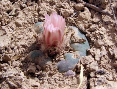 Lophophora alberto-vojtechii