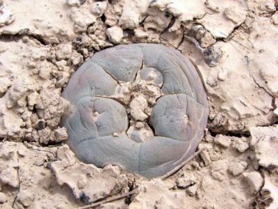 Lophophora alberto-vojtechii