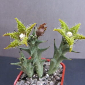 Orbea dummeri | 73
