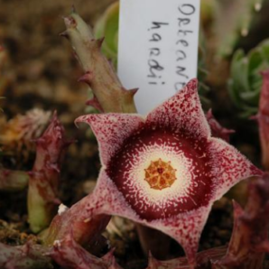 Orbeanthus hardii | 85
