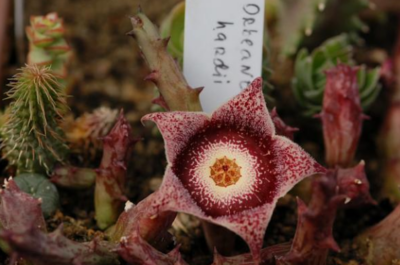 Orbeanthus hardii