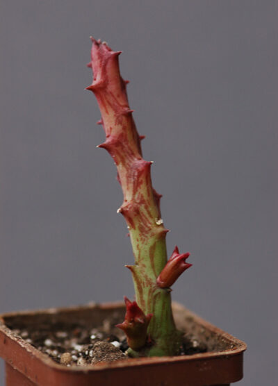 Orbeanthus hardii - Зображення 2