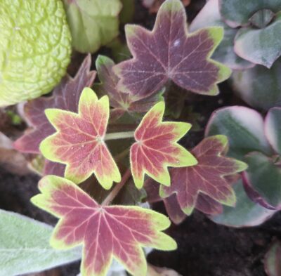 Pelargonium Vancouver Centennial - Зображення 3