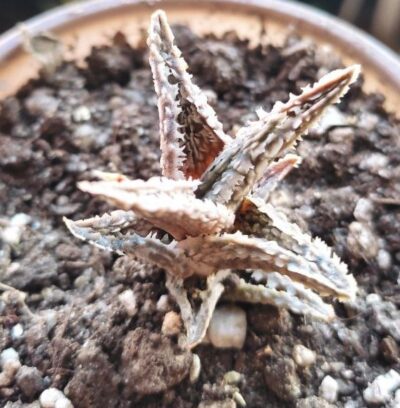 Aloe Coconut Flakes