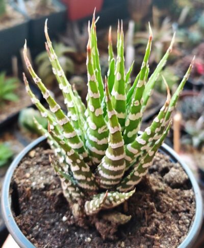 Haworthia fasciata Spec clon - Зображення 2