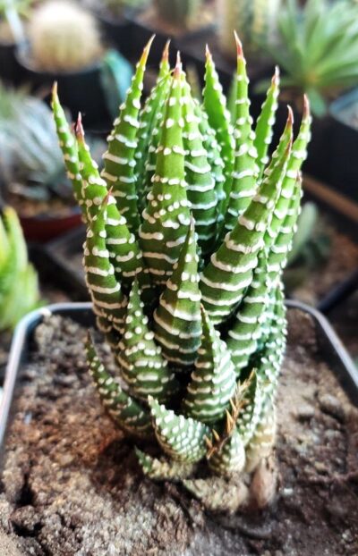 Haworthia reinwardtii v. peddiensis - Зображення 2