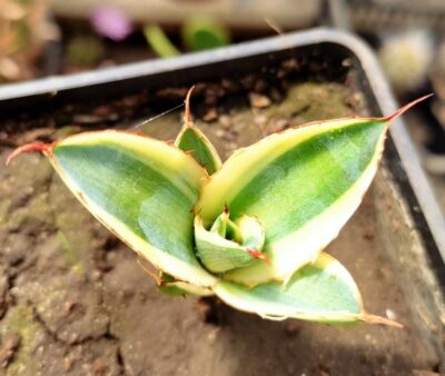 Agave lophantha quadricolor - Зображення 2
