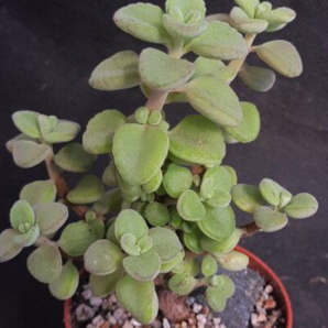 Plectranthus socotranum | 102