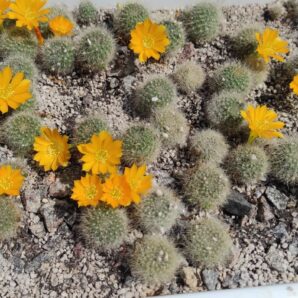 REBUTIA SENILIS V.KESSELRINGIANA