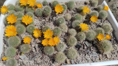 REBUTIA SENILIS V.KESSELRINGIANA