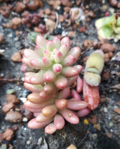 Sedum Aurora
