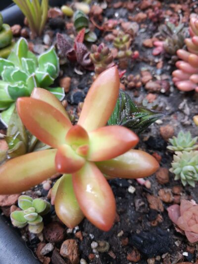 Sedum nussbaumerianum