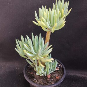 Senecio kilimanjaro