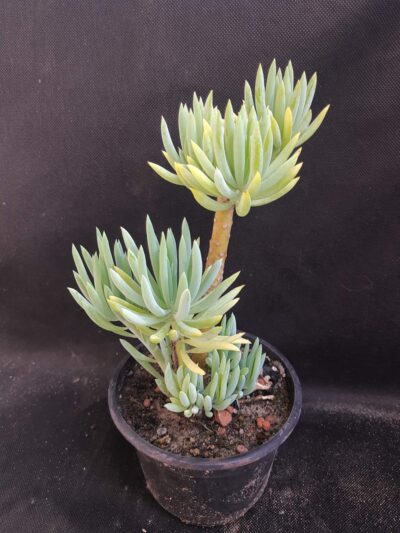 Senecio kilimanjaro