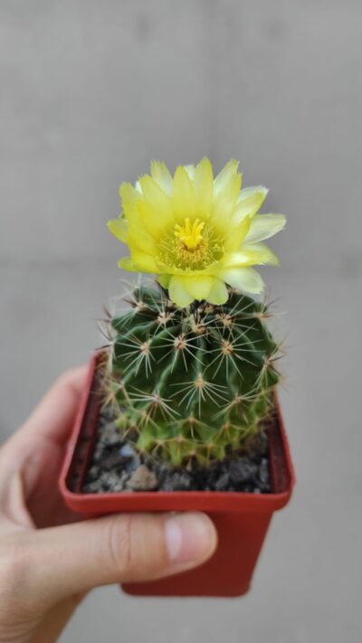 Hamatocactus setispinus v.flavibacatus - Зображення 3